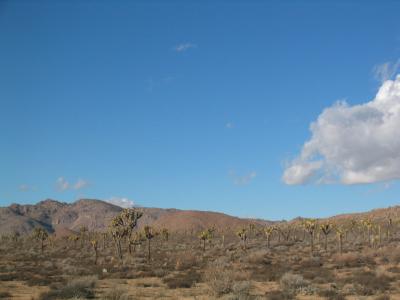 Land of Joshua Trees