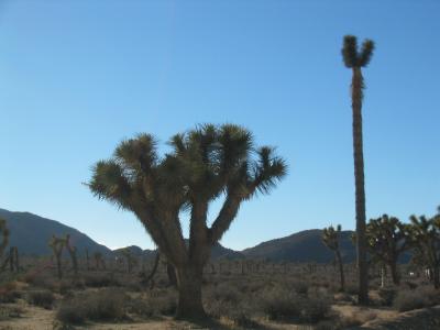 Mojave Yucca in Your Soup Dish Cactus