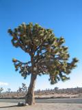 Joshua Tree