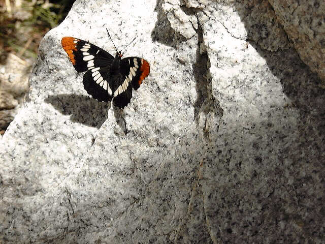 Butterfly, Taboose Creek