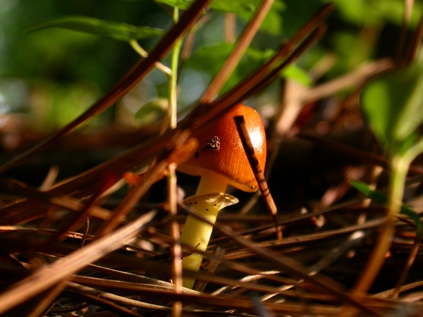 smallDSCN0858.JPG