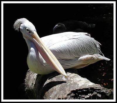 Loro Parque - Tenerife