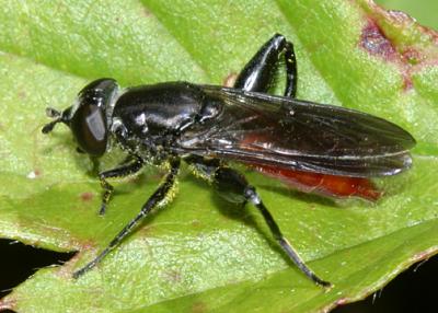 Chalcosyrphus piger (female)