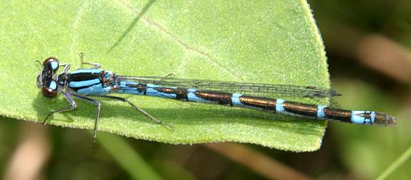 Boreal Bluet - Enallagma boreale (female)