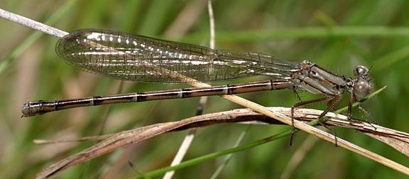 Variable Dancer - Argia fumipennis (female)