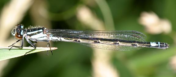 Northern Bluet - Enallagma annexum (female)