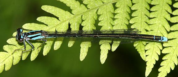 Turquoise Bluet - Enallagma divagans (female)