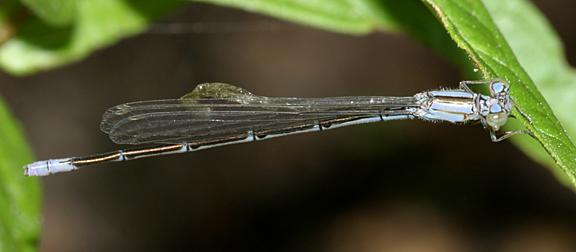 Slender Bluet - Enallagma traviatum