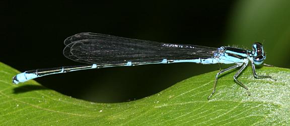Stream Bluet - Enallagma exsulans