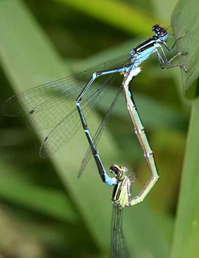 Stream Bluet - Enallagma exsulans (mating wheel)