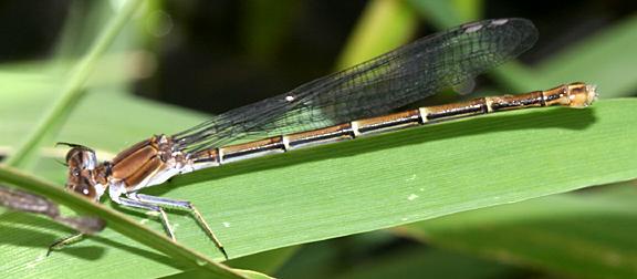 Powdered Dancer - Argia moesta (female)