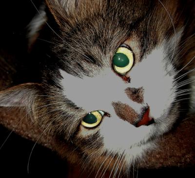 Cat gif final.gif