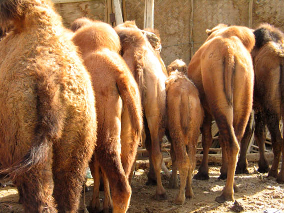 Camel butts