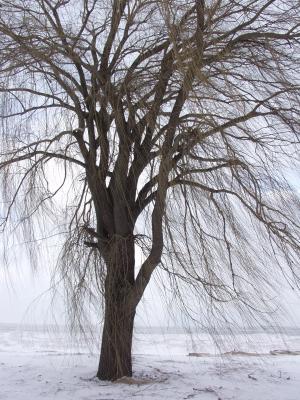 winter