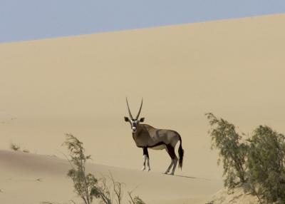 Oryx against a dune