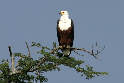 Fish Eagle (our favorite bird)