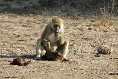 Baboon finding things to eat in Hippo dung (eeew)