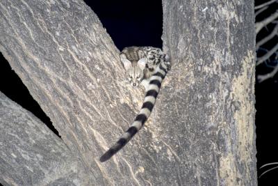 Small-spotted Genet in a tree