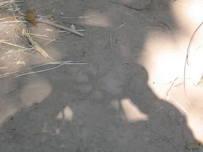 Lion track (in shadow)