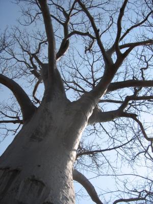 A huge Baobab