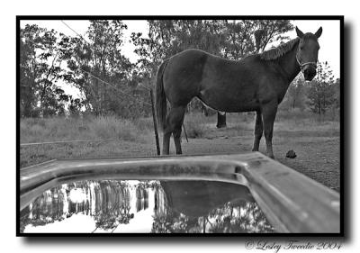 Lead-a-horse-to-water.jpg