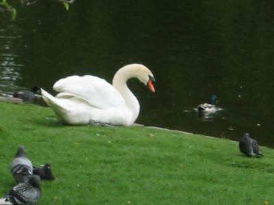 Swan at St. James' Park