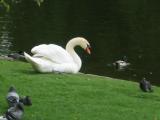 Swan at St. James Park