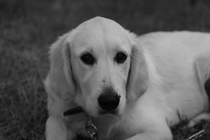 Golda BW in Front