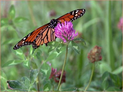 Hover Over Clover (can you say that 3 times fast?)