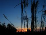 Pampas Grass at Sunset