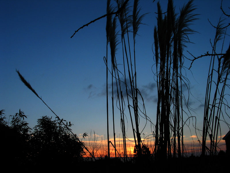 Pampas Grass at Sunset