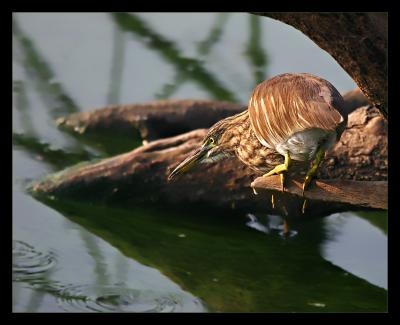 Pond Heron 01