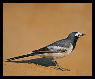 White Wagtail