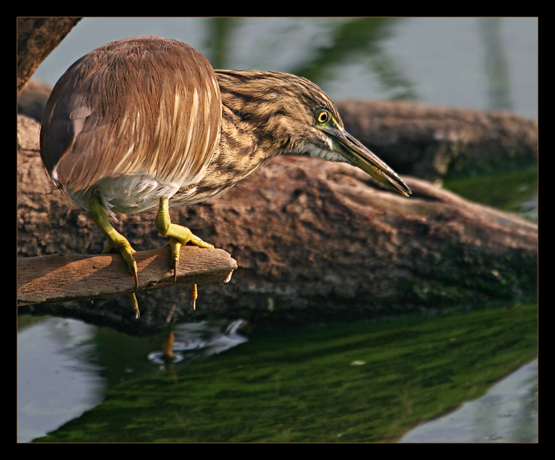 Pond Heron 02