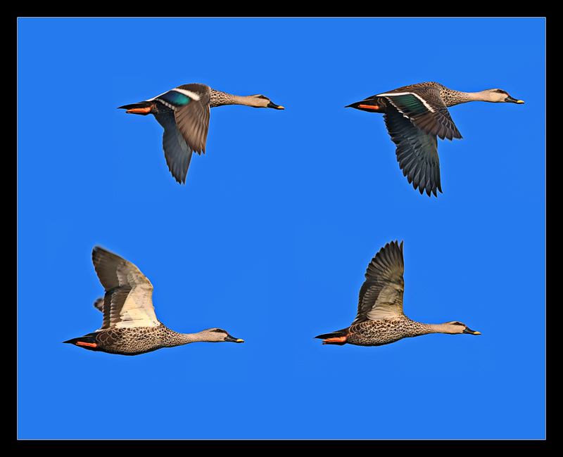 Flying Spot Billed Ducks
