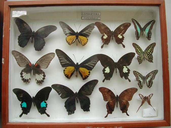 Butterfly-box.jpg