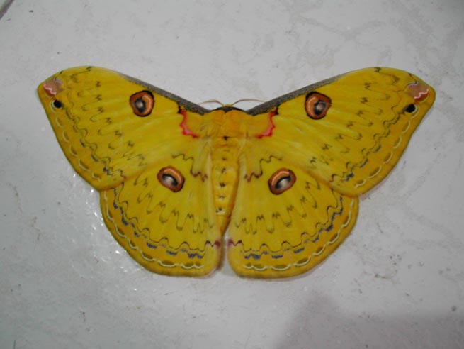 Loepa diversiocellata. female.jpg