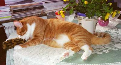 Cattoy with catnip in....yummie !!!