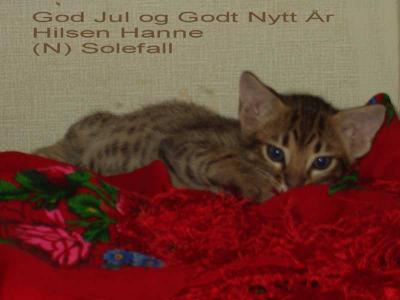 X-mas card from (N)Solefalls Ocicats 2003