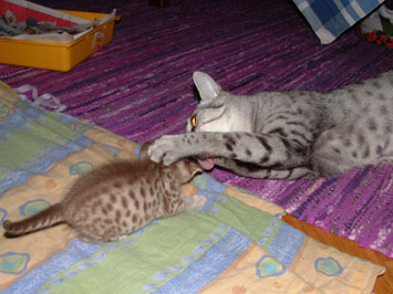 Mother play with her son...............