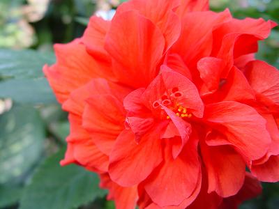 conservatory red flower