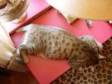 Ethel Camoflage