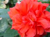 conservatory red flower