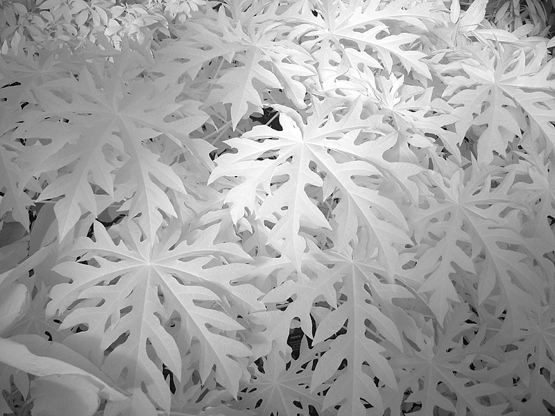 lotsa leaves