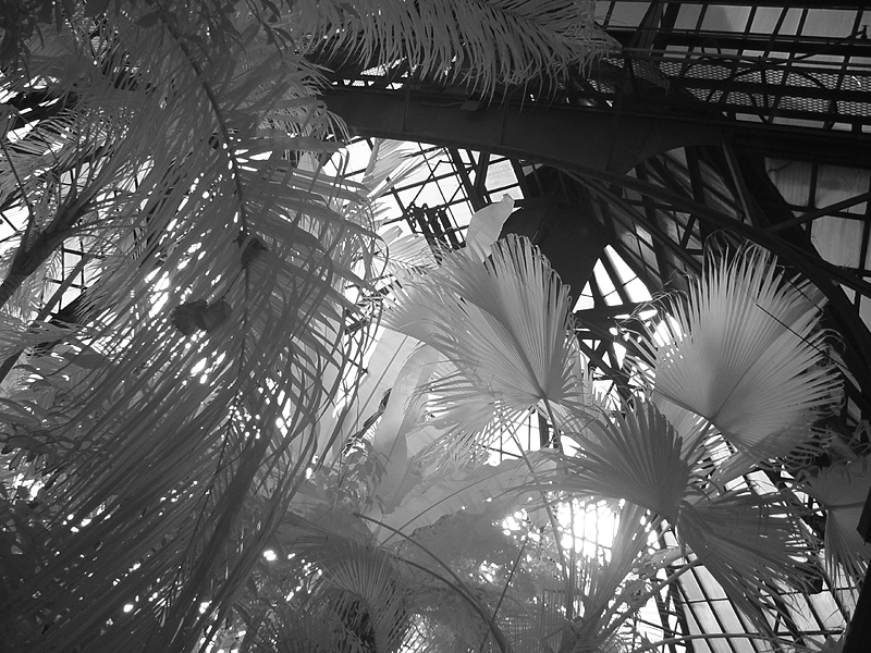 palms and ceiling