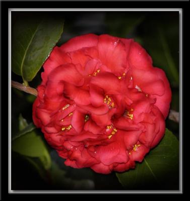 Red Camillia