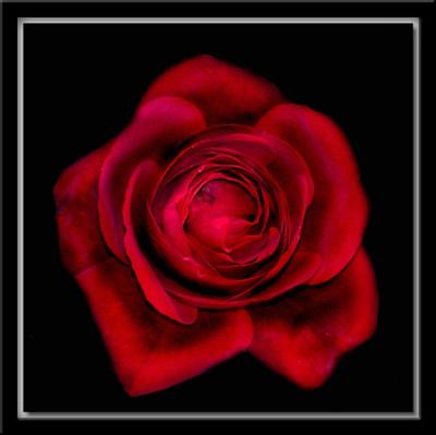 Red Rose 3