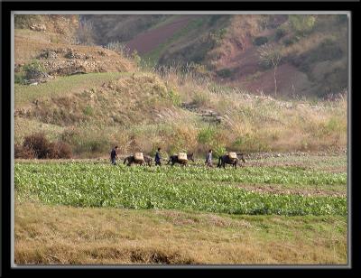 3 Horses