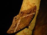 black witch moth female