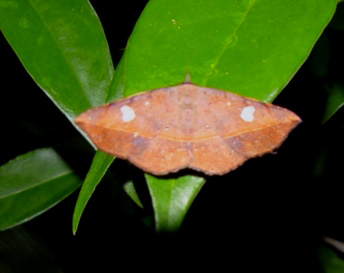 UNIDENTIFIED MOTHS